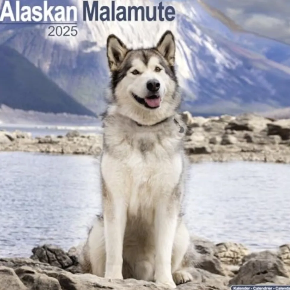 Alaskan Malamute Square Wall Calendar 2025 (Kalender, Calendar, Engelsk)