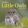 Audubon Little Owls Mini Wall Calendar 2025: A Year of Fluffy and Round Owls (Kalender, Calendar, Engelsk)