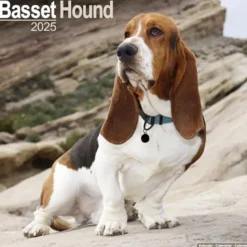 Basset Hound Square Wall Calendar 2025 (Kalender, Calendar, Engelsk)