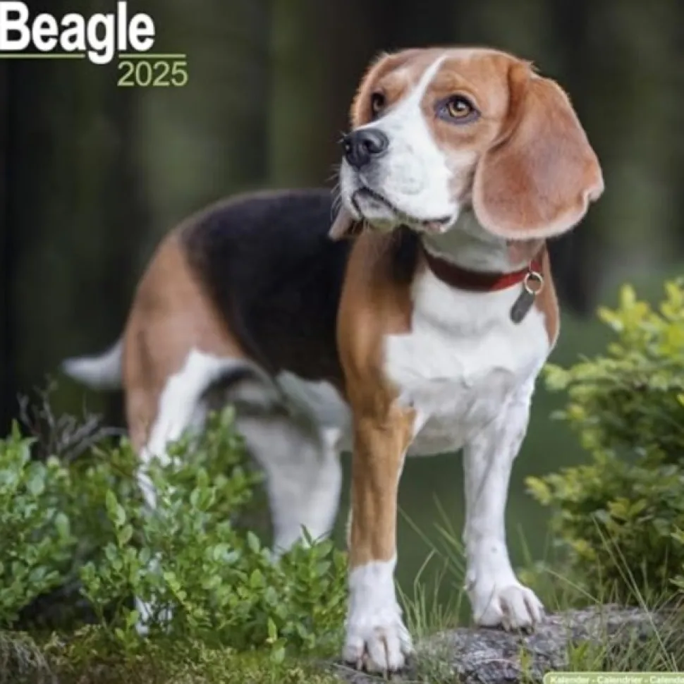 Beagle Square Wall Calendar 2025 (Kalender, Calendar, Engelsk)