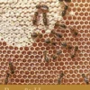 Bees & Honey: River Cottage Handbook No.19 (Bog, Hardback, Engelsk) af Rachel De Thample