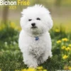 Bichon Frise Square Wall Calendar 2025 (Kalender, Calendar, Engelsk)