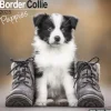 Border Collie Puppies Calendar 2025 Square Dog Puppy Breed Wall Calendar - 16 Month (Kalender, Calendar, Engelsk)