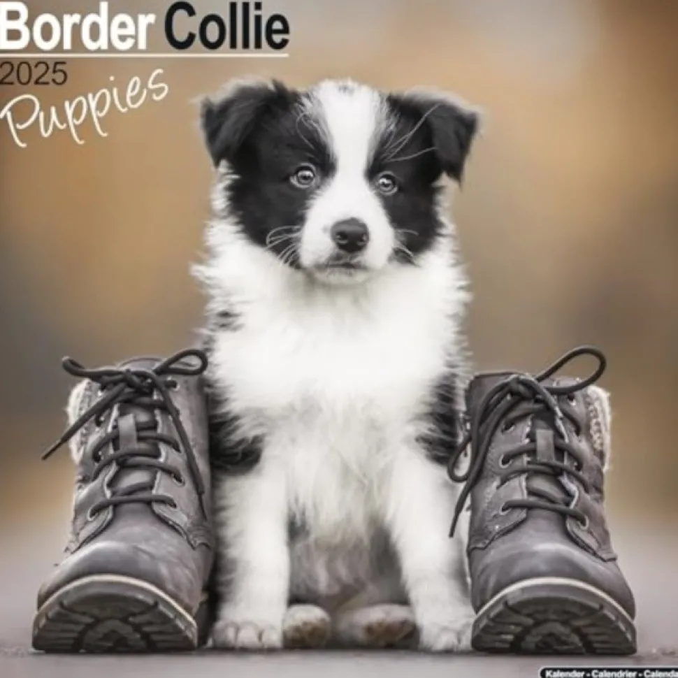 Border Collie Puppies Calendar 2025 Square Dog Puppy Breed Wall Calendar - 16 Month (Kalender, Calendar, Engelsk)