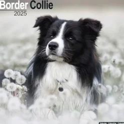 Border Collie Square Wall Calendar 2025 (Kalender, Calendar, Engelsk)