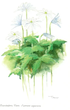 Bornholms Flora. Anemone Apennina (Postkort, Dansk) af Lars Trolle