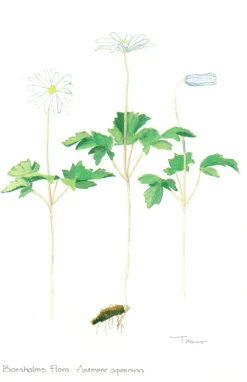 Bornholms Flora. Anemone Apennina (Postkort, Dansk) af Lars Trolle