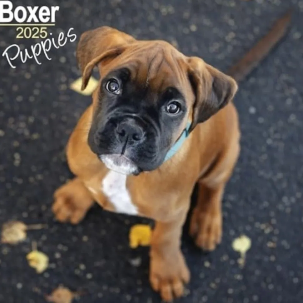 Boxer Puppies Square Wall Calendar 2025 (Kalender, Calendar, Engelsk)