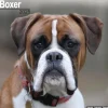 Boxer Square Wall Calendar 2025 (Kalender, Calendar, Engelsk)