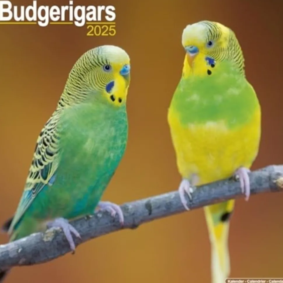 Budgerigars Calendar 2025 Square Bird Wall Calendar - 16 Month (Kalender, Calendar, Engelsk)