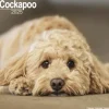 Cockapoo Square Wall Calendar 2025 (Kalender, Calendar, Engelsk)
