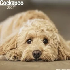 Cockapoo Square Wall Calendar 2025 (Kalender, Calendar, Engelsk)