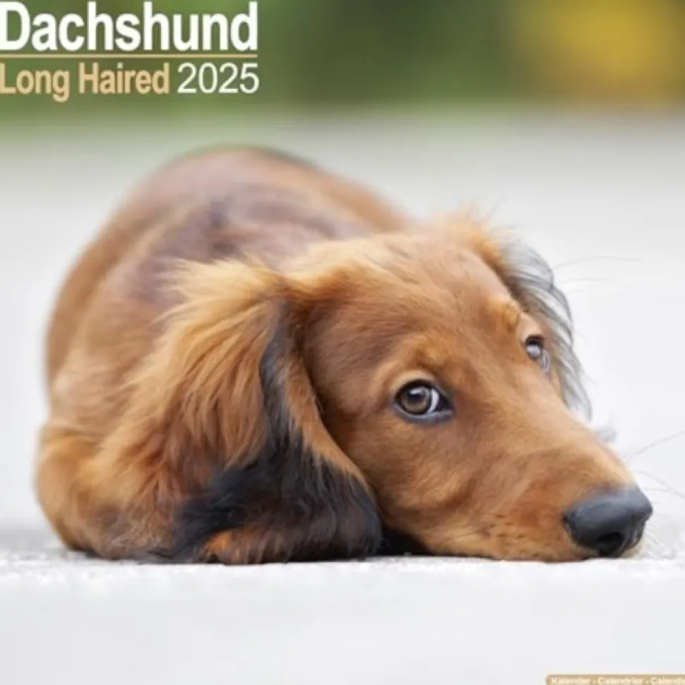 Dachshund Longhaired Square Wall Calendar 2025 (Kalender, Calendar, Engelsk)