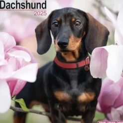 Dachshund Square Wall Calendar 2025 (Kalender, Calendar, Engelsk)