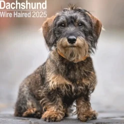 Dachshunds Wirehaired Square Wall Calendar 2025 (Kalender, Calendar, Engelsk)