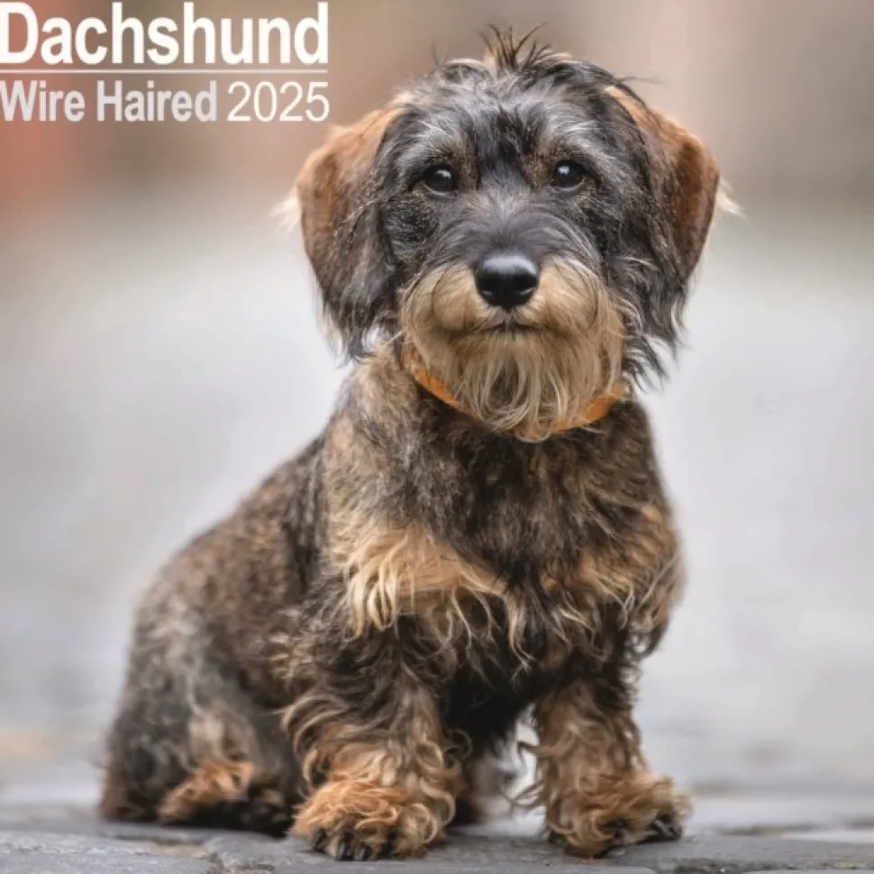 Dachshunds Wirehaired Square Wall Calendar 2025 (Kalender, Calendar, Engelsk)
