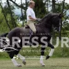 Dressur med hjerte og forstand: fra unghest til Grand Prix (Bog, Hardback, Dansk) af Hasse Hoffmann