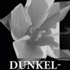 Dunkelblum - [RODEKASSE/DEFEKT] (Bog, Indbundet, Dansk) af Eva Menasse
