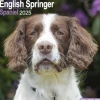 English Springer Spaniel Square Wall Calendar 2025 (Kalender, Calendar, Engelsk)