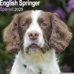 English Springer Spaniel Square Wall Calendar 2025 (Kalender, Calendar, Engelsk)