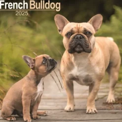 French Bulldog Square Wall Calendar 2025 (Kalender, Calendar, Engelsk)