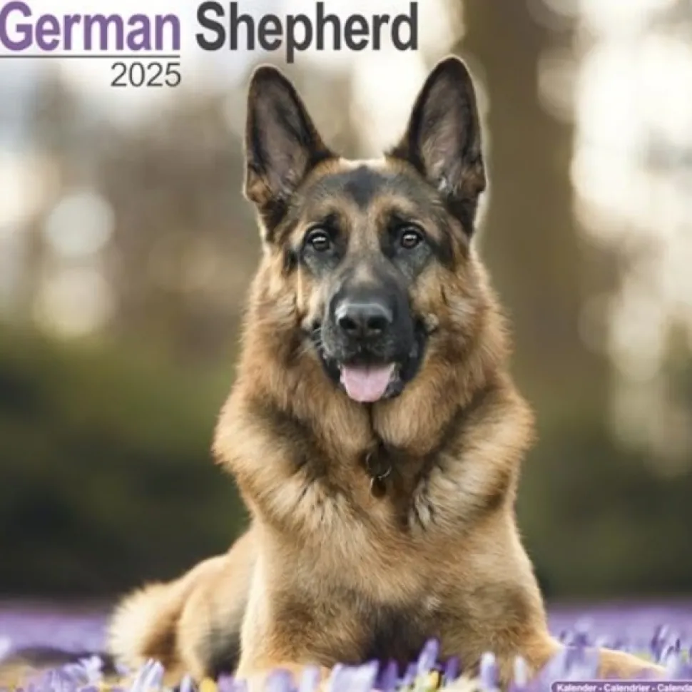 German Shepherd Square Wall Calendar 2025 (Kalender, Calendar, Engelsk)