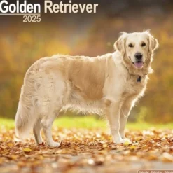 Golden Retriever Square Wall Calendar 2025 (Kalender, Calendar, Engelsk)
