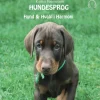 Hundesprog - Hund og hvalp i harmoni (Lydbog, zip_mp3, Dansk) af Karina Rasmussen
