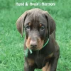 Hundesprog - Hund og hvalp i harmoni (Bog, Hæftet, Dansk) af Karina Rasmussen