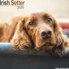 Irish Setter Square Wall Calendar 2025 (Kalender, Calendar, Engelsk)