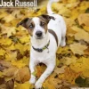 Jack Russell Square Wall Calendar 2025 (Kalender, Calendar, Engelsk)