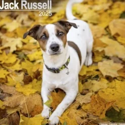 Jack Russell Square Wall Calendar 2025 (Kalender, Calendar, Engelsk)