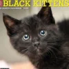 Just Black Kittens 2025 12 X 12 Wall Calendar (Kalender, Calendar, Engelsk) af Willow Creek Press