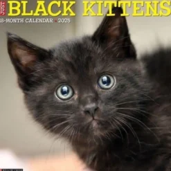 Just Black Kittens 2025 12 X 12 Wall Calendar (Kalender, Calendar, Engelsk) af Willow Creek Press