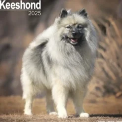 Keeshond Calendar 2025 Square Dog Breed Wall Calendar - 16 Month (Kalender, Calendar, Engelsk)