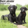 Labrador Retriever Black Square Wall Calendar 2025 (Kalender, Calendar, Engelsk)