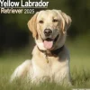 Labrador Retriever Yellow Square Wall Calendar 2025 (Kalender, Calendar, Engelsk)
