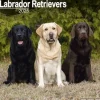 Labrador Retrievers Square Wall Calendar 2025 (Kalender, Calendar, Engelsk)