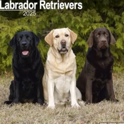 Labrador Retrievers Square Wall Calendar 2025 (Kalender, Calendar, Engelsk)