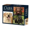 Labs 2025 6.2 X 5.4 Box Calendar (Kalender, Calendar, Spansk) af Willow Creek Press