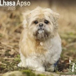 Lhasa Apso Square Wall Calendar 2025 (Kalender, Calendar, Engelsk)