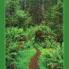 Livfuldhedens Magiske Skov: En fortælling om at vågne op (Ebog, epub, Dansk) af Mary O'Malley