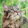 Mayland Vægkalender Katte 2025