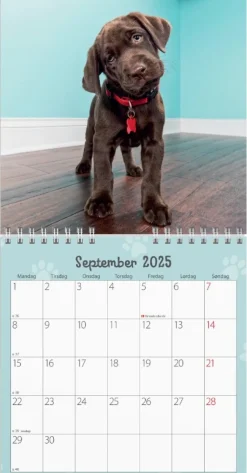 Mayland vægkalender mini Hundehvalpe 2025
