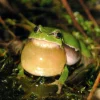 Natur på Bornholm 2023