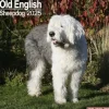 Old English Sheepdog Square Wall Calendar 2025 (Kalender, Calendar, Engelsk)