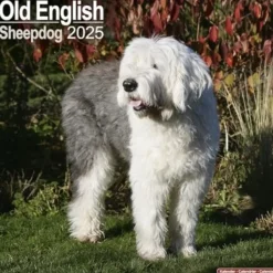 Old English Sheepdog Square Wall Calendar 2025 (Kalender, Calendar, Engelsk)