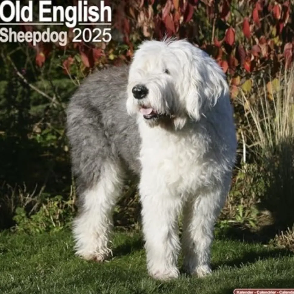 Old English Sheepdog Square Wall Calendar 2025 (Kalender, Calendar, Engelsk)