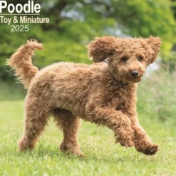 Poodle, Toy & Miniature Square Wall Calendar 2025 (Kalender, Calendar, Engelsk)