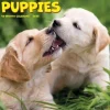 Puppies 2025 7 X 7 Mini Wall Calendar (Kalender, Calendar, Engelsk) af Willow Creek Press
